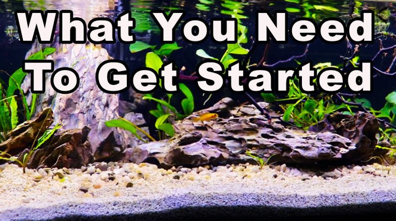 Beginners Guide to The Aquarium Hobby Part 2: Everything You Need to Start an Aquarium!