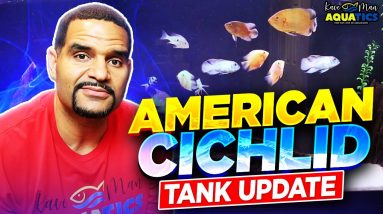 150G American Cichlid Tank Update - The Fish In Day 1 Tank