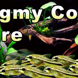 Want a Tiny Cory Catfish? Check Out the Pygmy Cory Cat: Care and Breeding