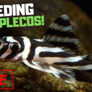 Breeding Rare Plecos with AquaMalik