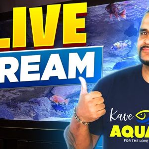 🎬 Live -African Cichlid Top 5 Must Know + Q&A