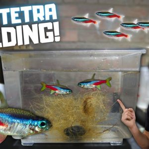 IT WORKED! Breeding Neon Tetras! Day in the Fish Room #35