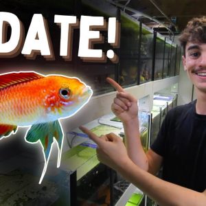 Making Changes to MAXIMISE Profit! (Fish Room Update!)