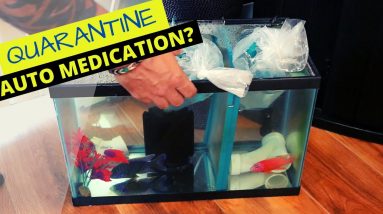 Medicating New Fish - Automatically or Not? (Alternative Meds)