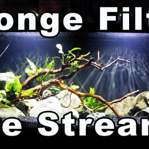 We Need to Talk Sponge Filters! Plus: Bring All Your Fish-Keeping Questions!
