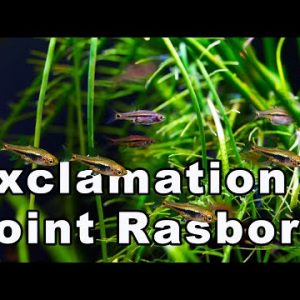 Want Small Fish? You Need the Exclamation Point Rasbora -  Care and Breeding!