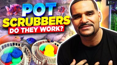 Pot Scrubbers For Bio Media - 6 Months Conclusion