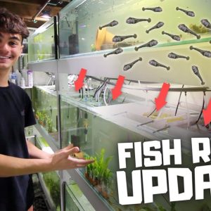 SO MANY BABIES in the FISH ROOM! Fish Room Update!