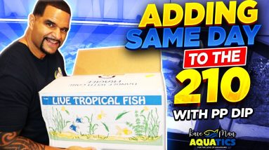Unboxing African Cichlids - Tragedy Avoided (Detox w/ PP Dip)