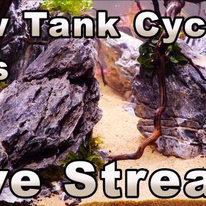 Tips For Cycling a New Aquarium - Plus: Bring All Your Fish-Keeping Questions!