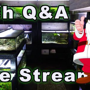 Fish Q&A and Christmas Eve Eve Eve Live Stream! Bring All Your Fish-Keeping Questions!