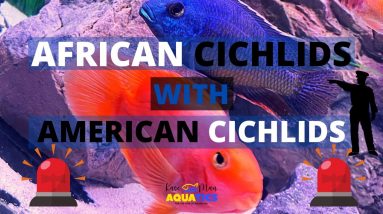 Mixing African and American Cichlids - Gordo Chronicles
