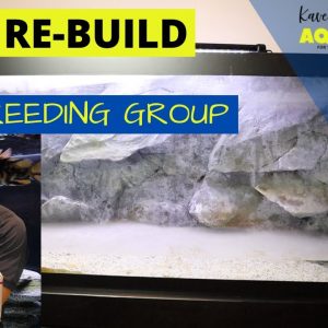 Re-Birth of the Original 75G - African Cichlid Breeding Group
