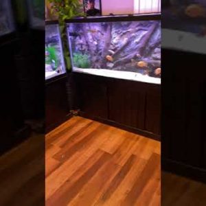 210G African Cichlid Tank & 150G American Cichlid Tank #shorts