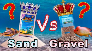 Aquarium Substrate Showdown: Sand vs Gravel! Does it Even Matter?