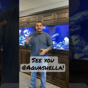 Aquashella Announcement! 😁