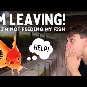 I'm Leaving! How to Keep Your Fish Alive While on Vacation!