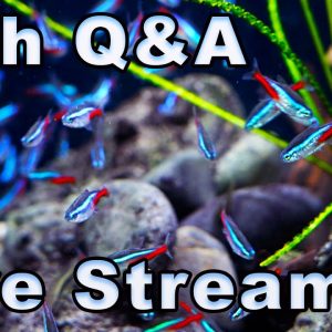 Today is a GREAT Day to Talk Fish! Bring All Your Questions!