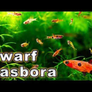 An Amazing Nano Fish! Dwarf Rasbora Care and Breeding (Boraras maculata) Species Profile