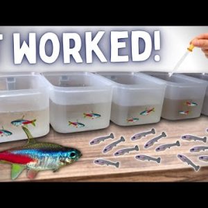 BREEDING Neon Tetras in Tubs - Over 100 Fry!