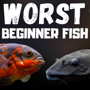 Top 7 WORST Beginner Fish! (WARNING)