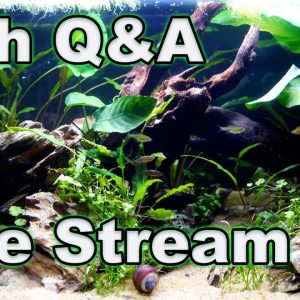 Fish-Keeping Q&A! Bring All Your Questions!