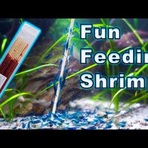 The MOST Fun You Can Have Feeding Shrimp! Try These!