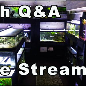 A Fish Q&A Today! Bring All Your Questions!