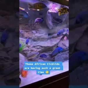 African Cichlids 👍😁 #shorts