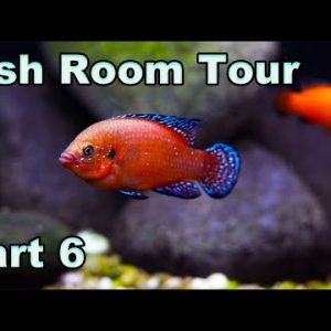 Want to See Fish That Shine? Prime Time Aquatics Fish Room Tour 2022 Part 6