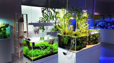 An Aquarium Gallery That Sells Fish or A Fish Store With a Different Vibe?