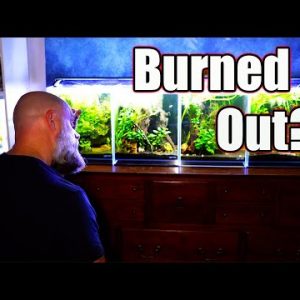 Fish Keeping Burnout: What To Do When Fish Keeping is No Longer Exciting
