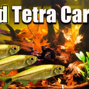Add Some Precious Metals to Your Aquarium! The Gold Tetra Care and Breeding