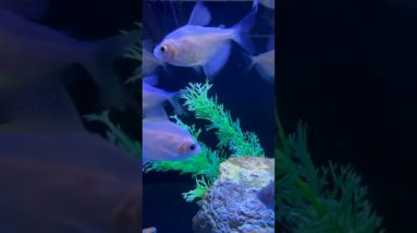 White Skirt Tetras are Great For Your Tank! #shorts