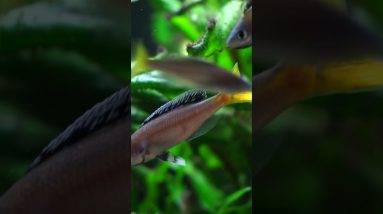 A Colorful Fish From Lake Tanganyika! #shorts