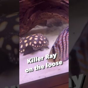 He’s just being playful! Even if Pleco doesn’t want to play 🤣