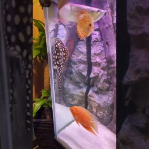 When you wanna get to know the guy at the TOP! 🤣..#Stingray #Arowana #Discus