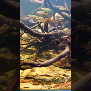 Rainbow Fish in a Blackwater Tank! #shorts