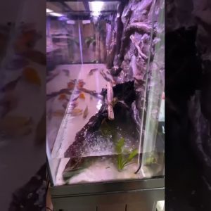 The 150 & 210 during 80% water change! 😁