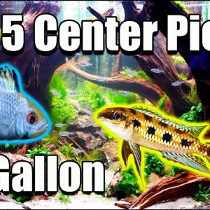 Top 5! Center Piece Fish For Your 20 Gallon Aquarium