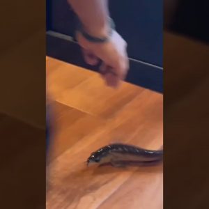 My Arowana, Flaco Dos, does not like to be man handled! 😱😨