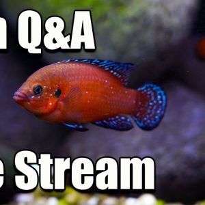 [LIVE] Fish Q&A  - Bring Your Questions!