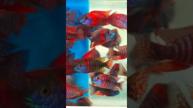 Mbuna Cichlid vs Peacock Cichlid #shorts