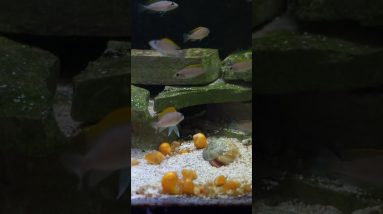 Neolamprologus caudopunctatus Tank #shorts