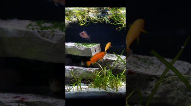 Neolamprologus leleupi are Awesome! #shorts