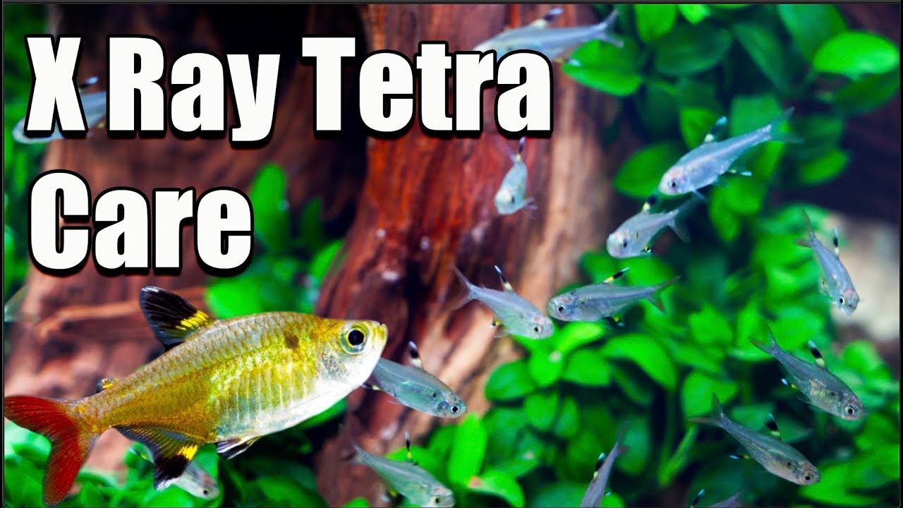 XRay (Pristella) Tetra Care And Breeding