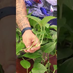 Start your Plant Game Like This! (Poth -O- Carry)