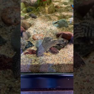 Sterbai Cory Cats are SO Underrated! #shorts