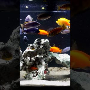 The Cool Color of Mbuna Cichlids! #shorts