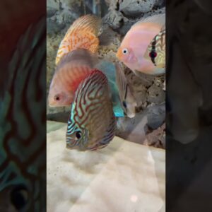 Did you get your water change done yet? 😁